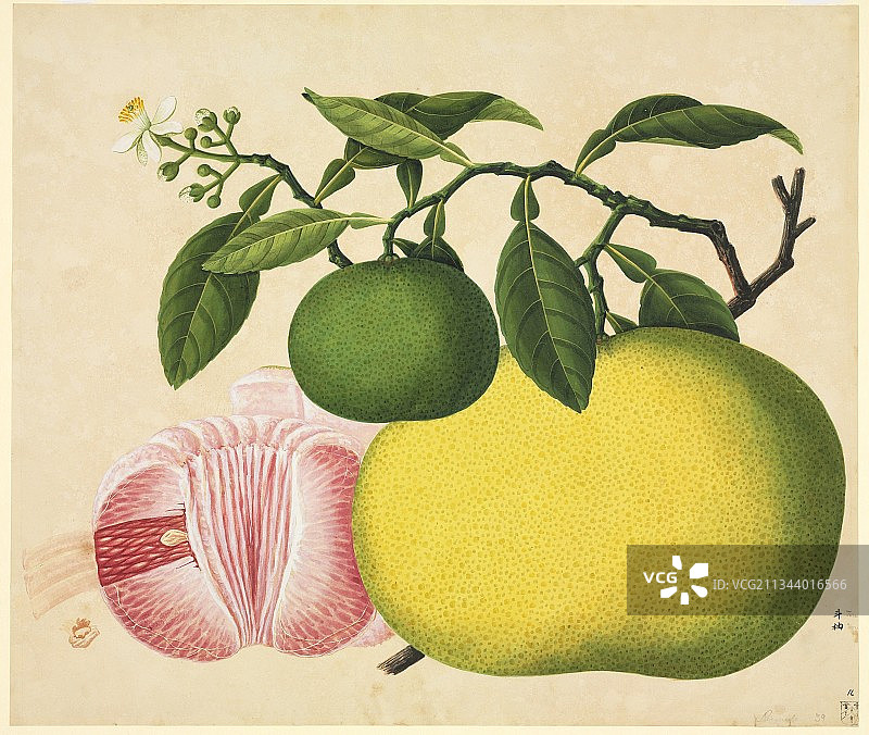 里夫斯的植物艺术品，19世纪图片素材