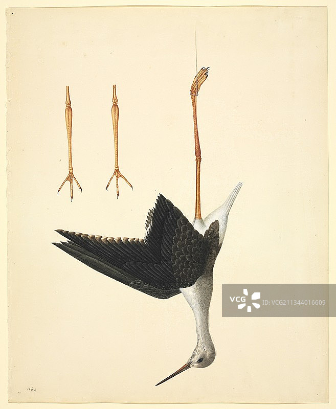 黑翅高跷，19世纪图片素材