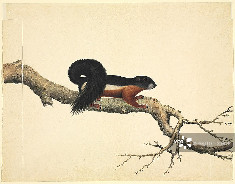 胼胝体松鼠，19世纪图片素材