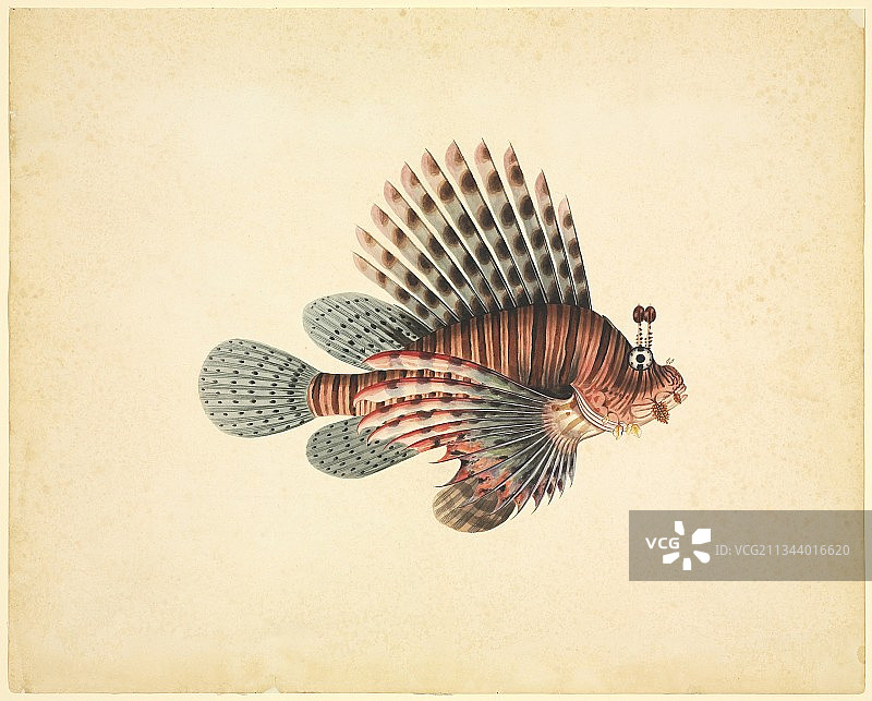 红狮鱼，19世纪图片素材