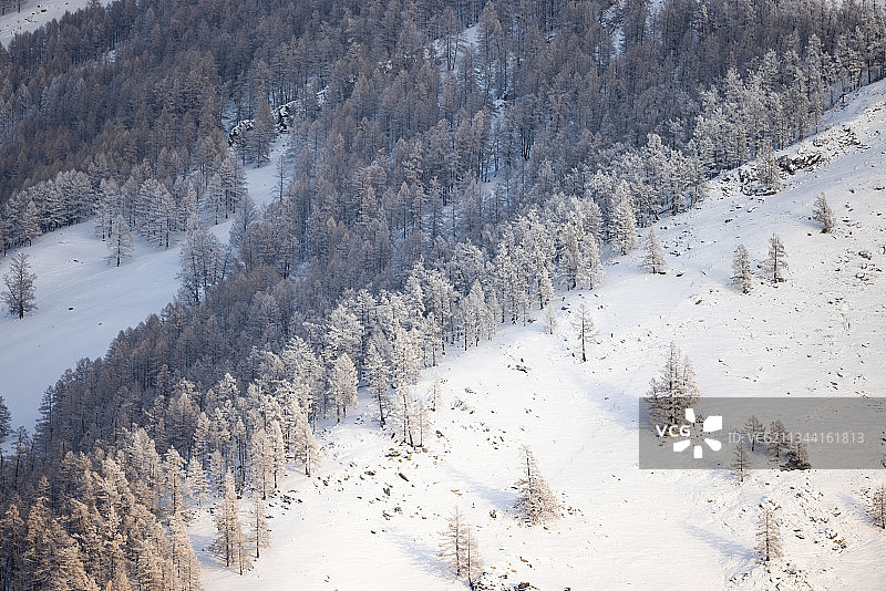 雪山上的森林图片素材