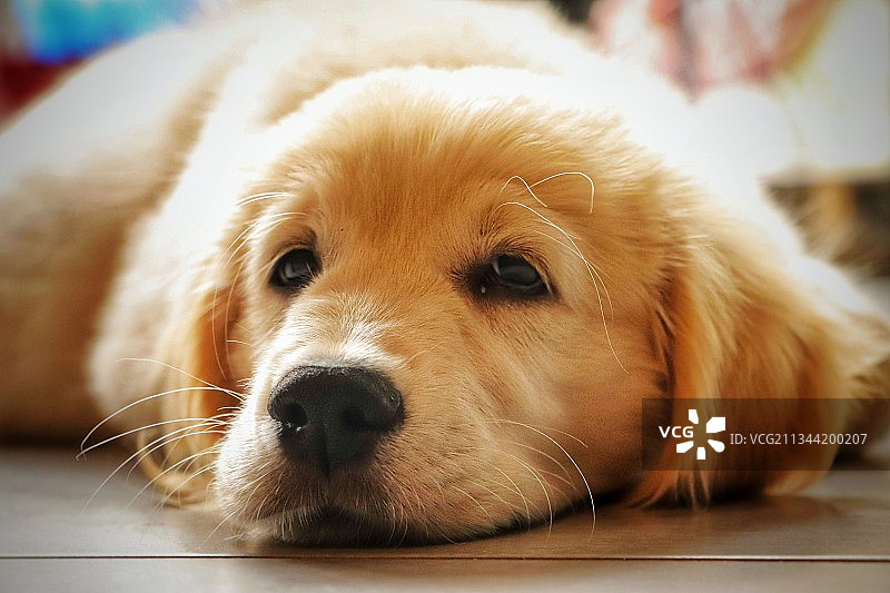 躺在地板上的金毛猎犬的特写画像图片素材