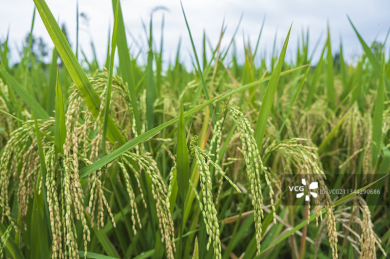 农村田地里快要成熟的水稻图片素材