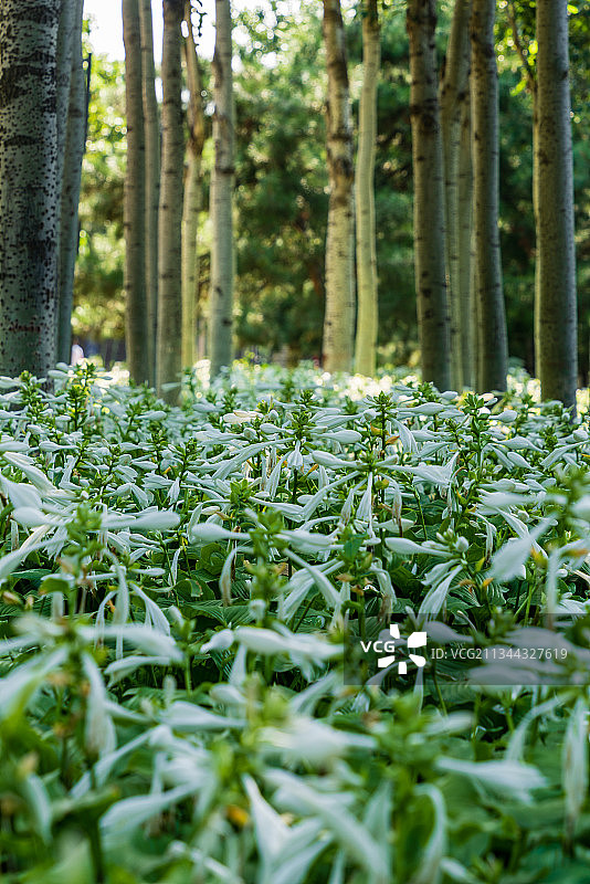 夏季阳光下树林下的成片白色玉簪花图片素材