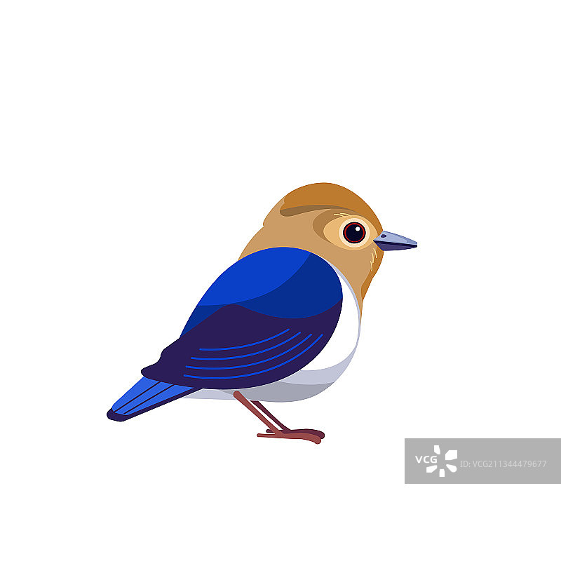 蓝宝石捕蝇鸟是一种鸟类图片素材