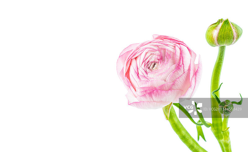 白背景上一朵粉红色芹叶牡丹图片素材