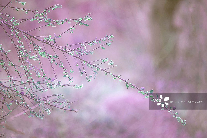 巴基斯坦纳兰粉红色开花植物的低角度视图图片素材