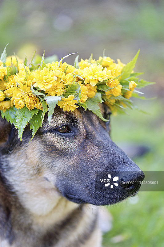 头上戴由日本万寿菊灌木花编成的花环的德国牧羊犬图片素材