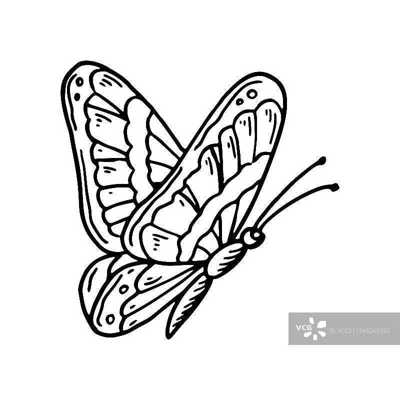 手绘蝴蝶孤立的白色素描图片素材