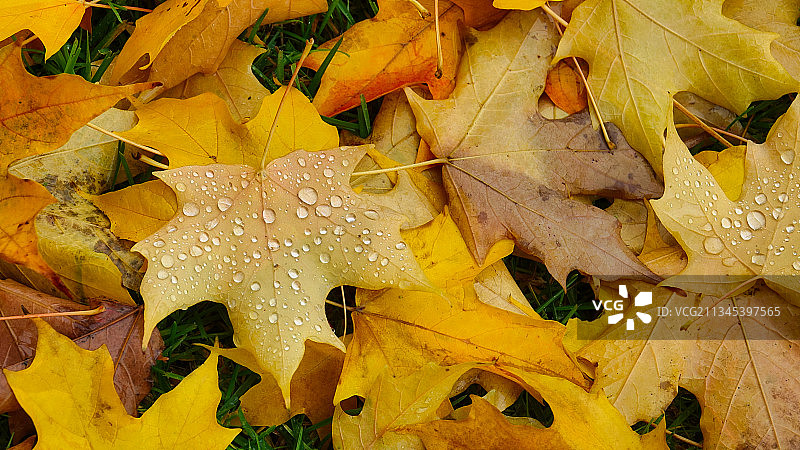 在雨季潮湿的黄色枫叶的高角度视图，里奇菲尔德，华盛顿，美国图片素材
