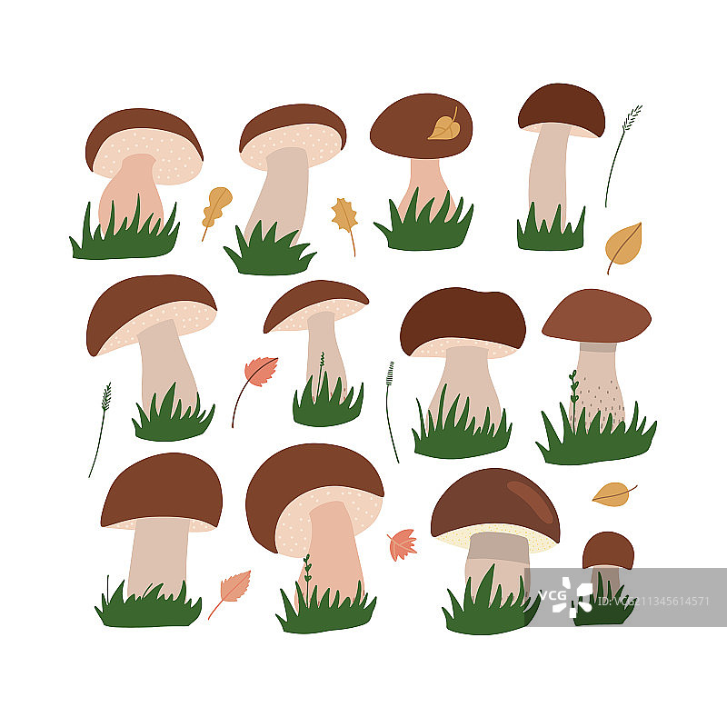 白色cep蘑菇集卡通棕色帽牛肝菌图片素材