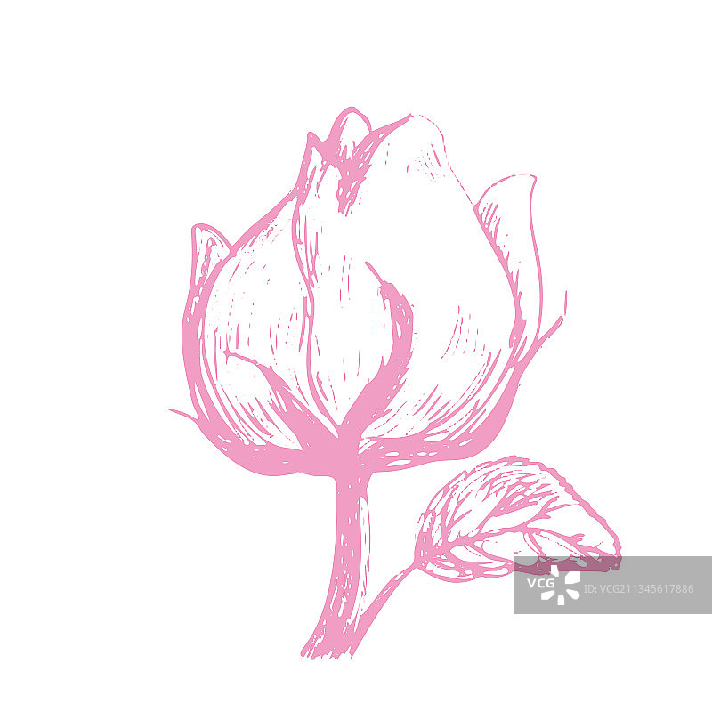素描玫瑰芽孤立在白色的背景图片素材