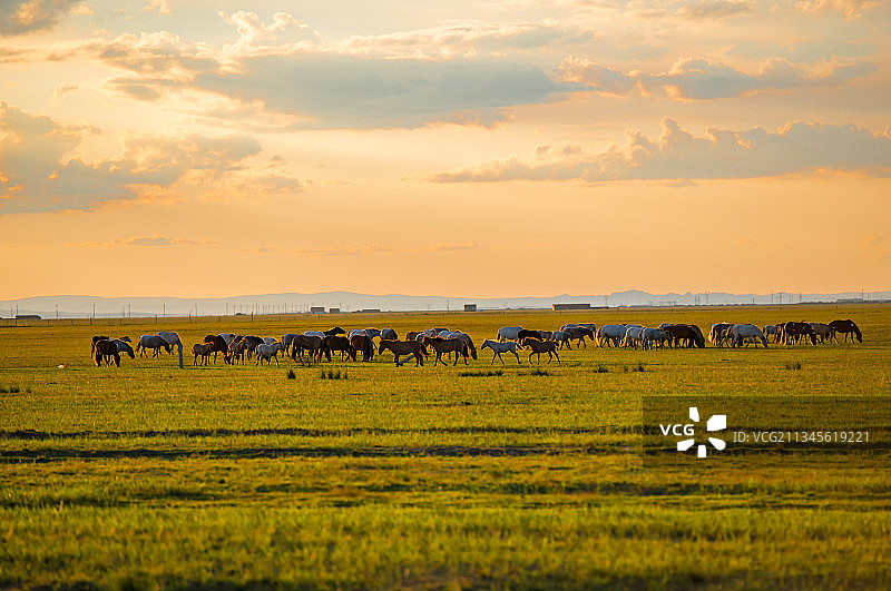 暮色草原上的马群一幅融入自然的和谐画面图片素材