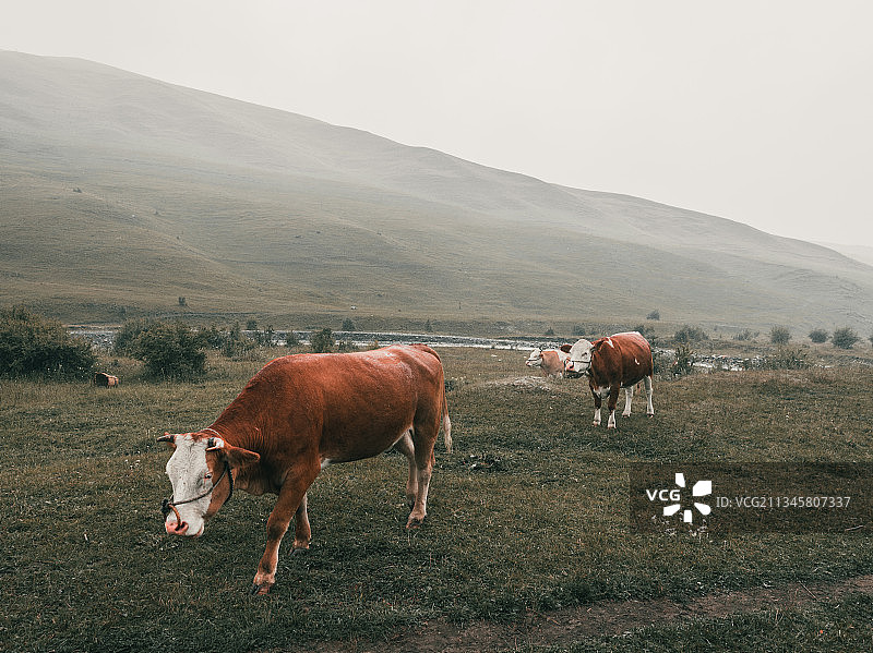 田间的牛群图片素材