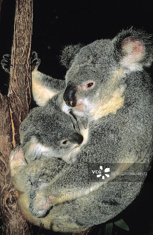考拉(phascolarctos cinereus)，母亲和婴儿，澳大利亚，大洋洲图片素材
