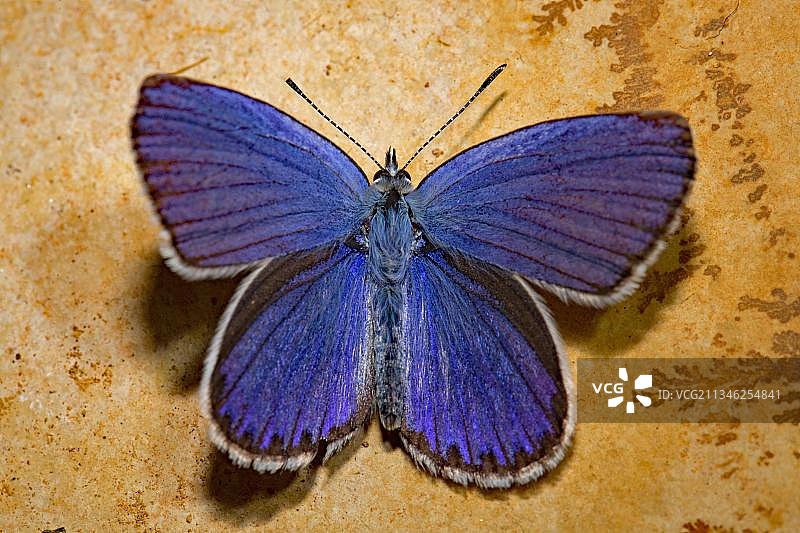 蓝蝶，男性，石板，痕迹化石图片素材