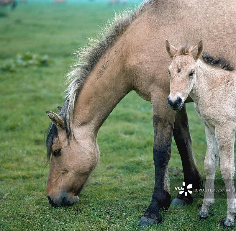 杜尔门小马，带着小马驹的母马，杜尔门野马，带着小马驹的母马，杜尔门野马图片素材