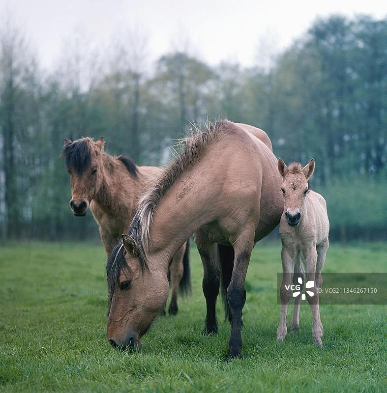Dulmen的小马，带着小马驹的母马，Duelmen的野马，带着小马驹的母马，Duelmen的野马图片素材