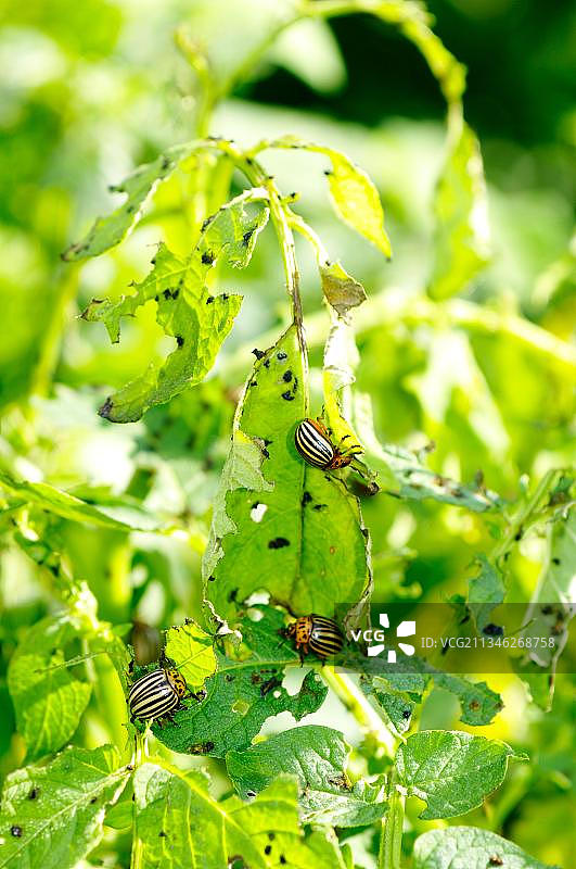科罗拉多马铃薯甲虫(Leptinotarsa decemlineata)对马铃薯植物的危害，科罗拉多甲虫，科罗拉多马铃薯甲虫图片素材