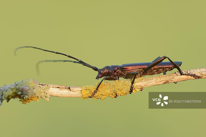 麝香甲虫(麝香甲虫)，雄性，北莱茵-威斯特伐利亚，德国，欧洲图片素材