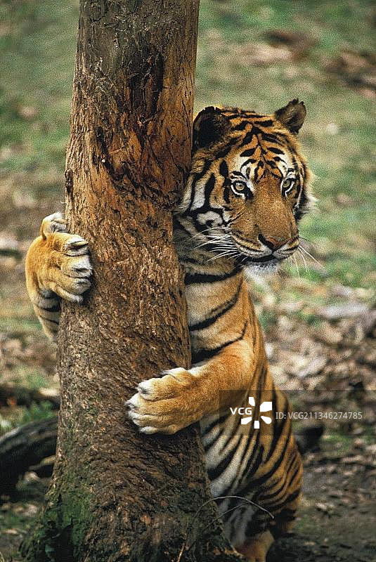 苏门答腊虎(panthera tigris sumatrae)，成虎抓挠树干图片素材