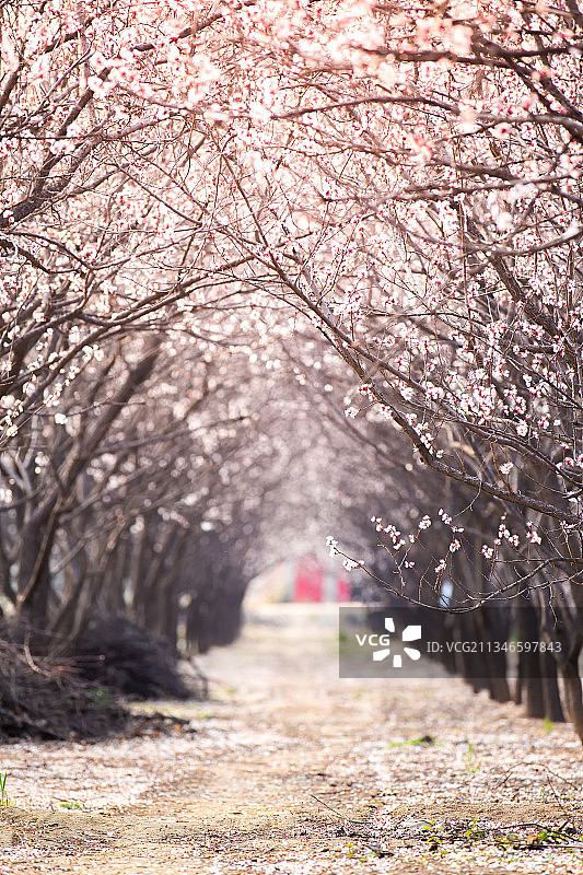 中国河南郑州春季美丽乡村桃花园图片素材
