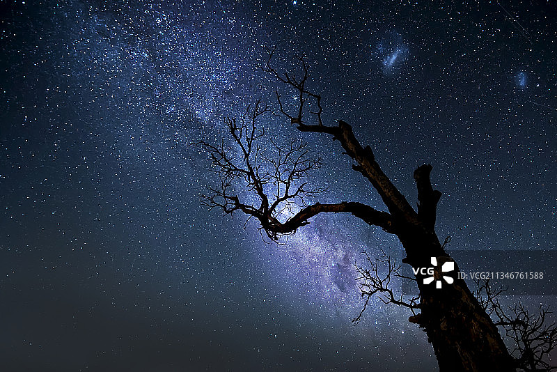 澳大利亚维多利亚州蛇谷，夜晚天空下裸露的树的低角度视图图片素材