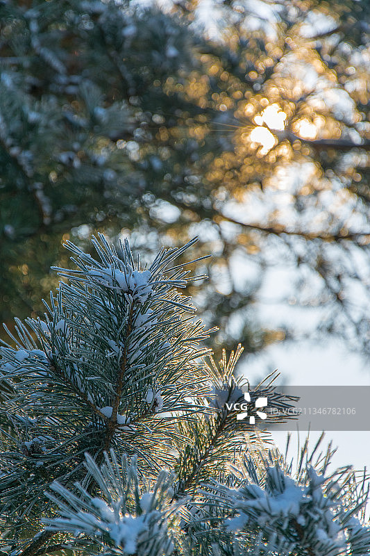 波兰Szczyty树上的雪的特写镜头图片素材