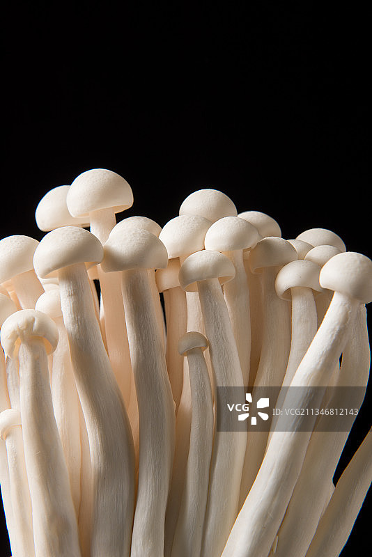 白玉菇蘑菇，黑色背景图片素材