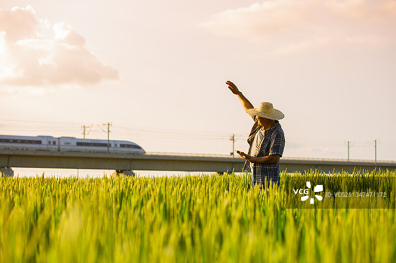 农民站在稻田地向现代科技高铁列车招手图片素材