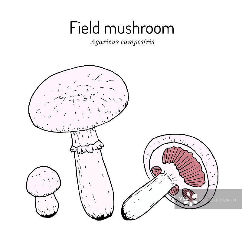 草甸或野外蘑菇图片素材
