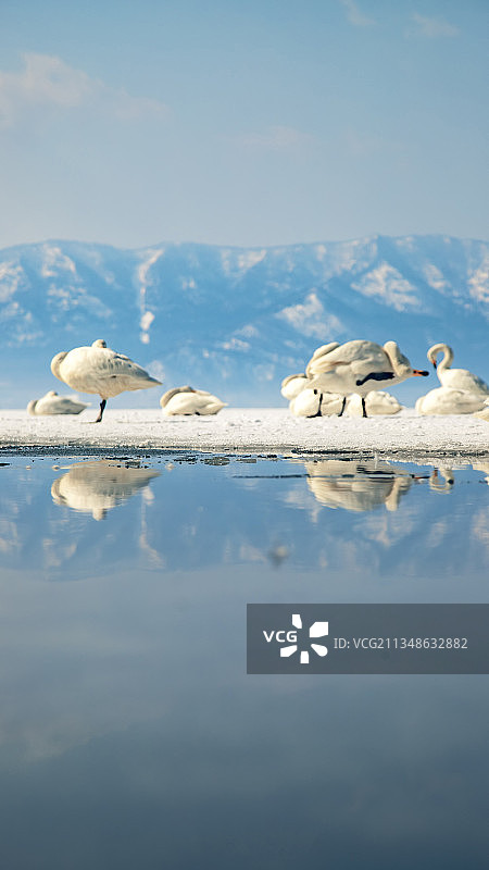 日本冬季旅行，北海道阿寒国立自然公园，雪中的屈斜路湖与天鹅图片素材
