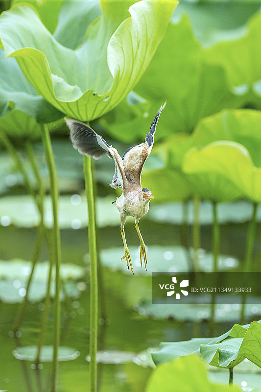 一只黄苇鳽鸟在开阔的荷塘水面捕食鱼虾图片素材