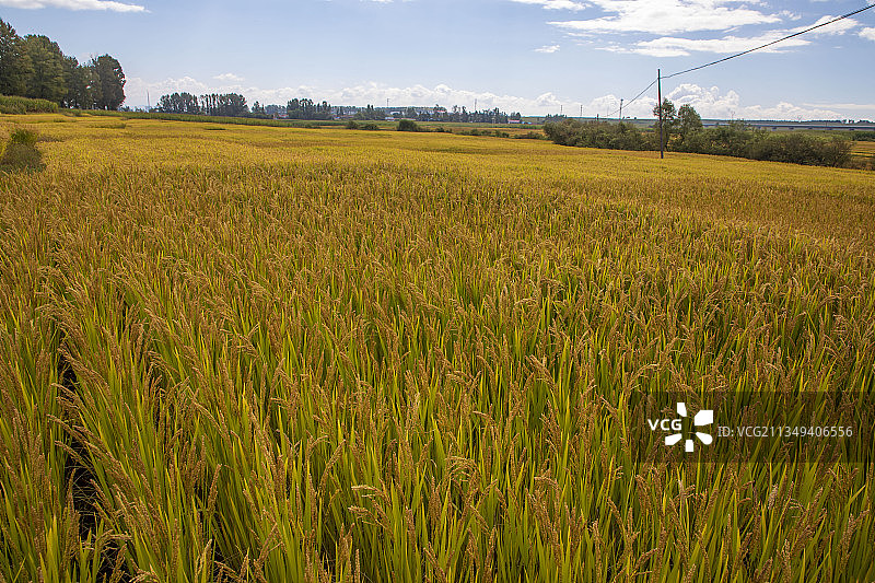 丰收节即将到来之际，吉林省蛟河市水稻丰收，稻谷飘香。图片素材