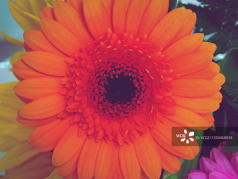 橙色非洲菊的特写镜头图片素材