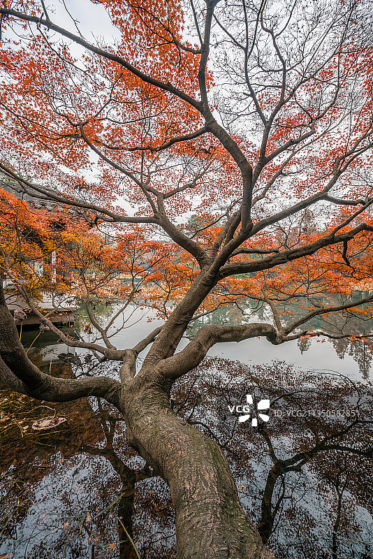 杭州西湖曲院风荷枫树图片素材