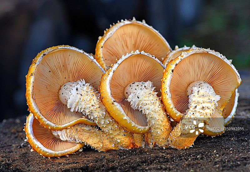 法国树上的蘑菇特写镜头图片素材