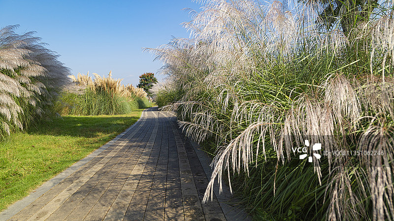 湿地公园穿过草坪的小路和芦苇花图片素材