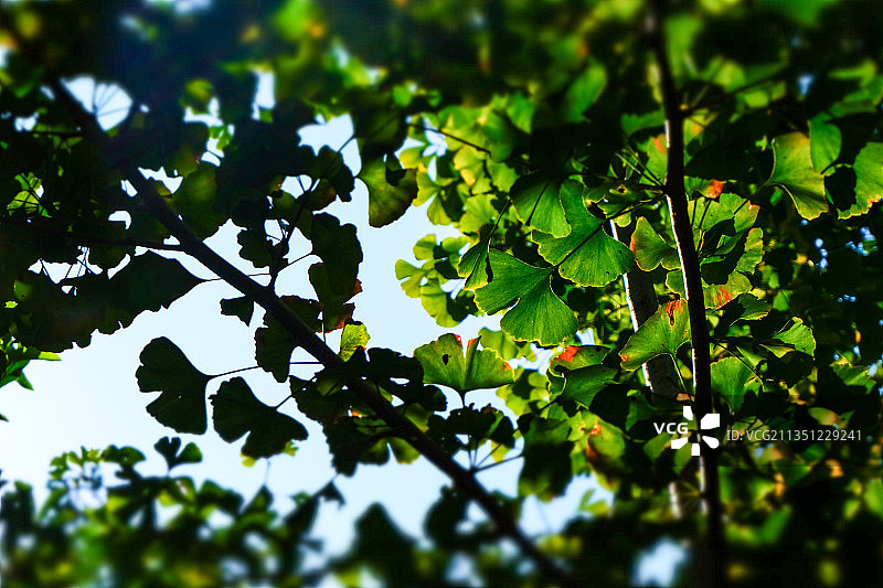 四川省绵阳市银杏叶子,绿色,纹理，白昼，日光，图片素材