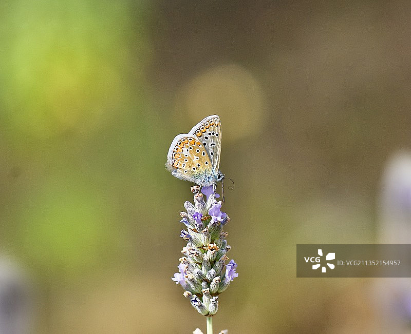 法国尼斯，蝴蝶在紫色花朵上授粉的特写镜头图片素材