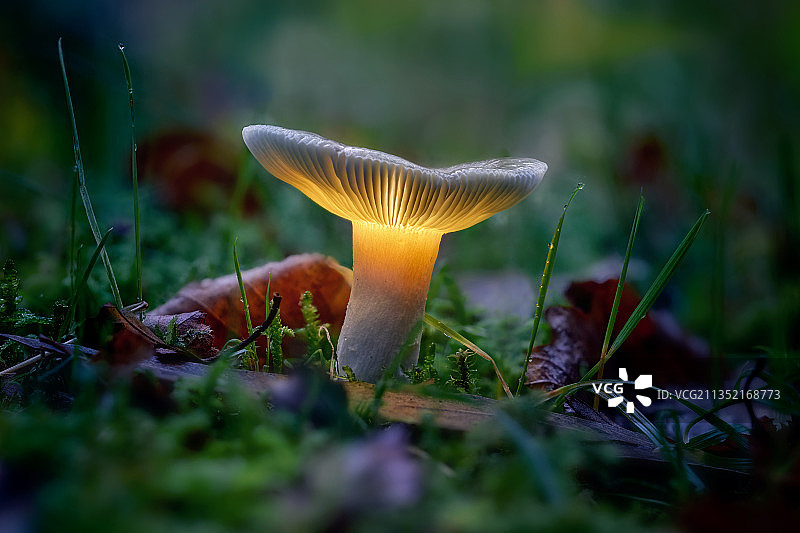 西班牙加利西亚，蘑菇生长的特写镜头图片素材