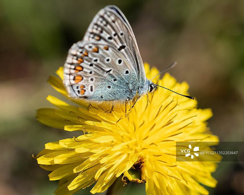 蝴蝶在黄花上授粉的特写镜头图片素材
