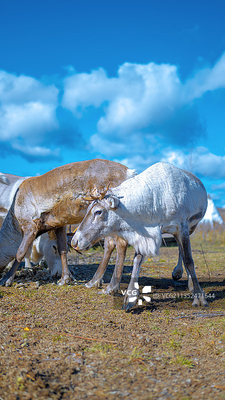 呼伦贝尔秋季旅行，敖鲁古雅的驯鹿图片素材