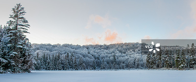 雪上的树木覆盖着大地，映衬着天空图片素材