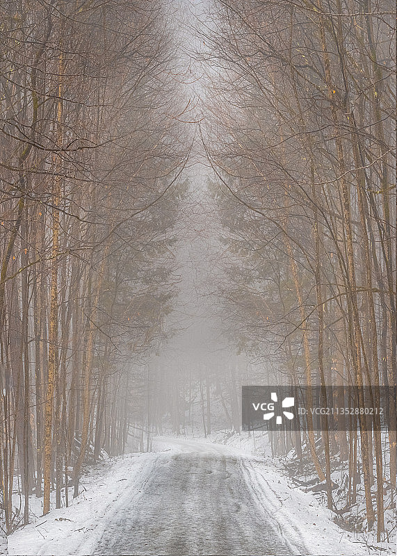 冬天，斯托，美国，森林中光秃秃的树木旁的空路图片素材