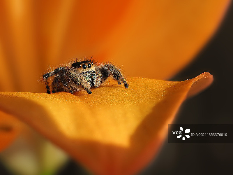 蜜蜂在橙花上的特写镜头图片素材
