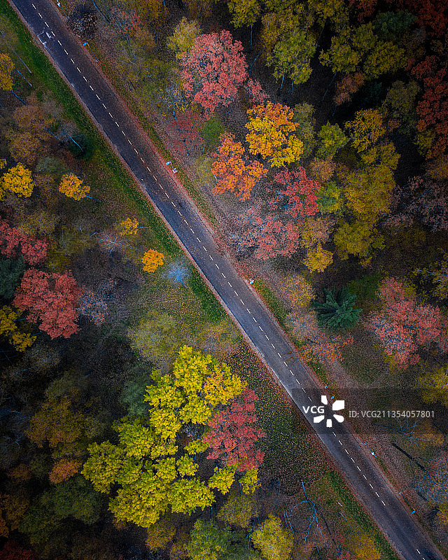 在秋天森林树木之间的道路鸟瞰图图片素材