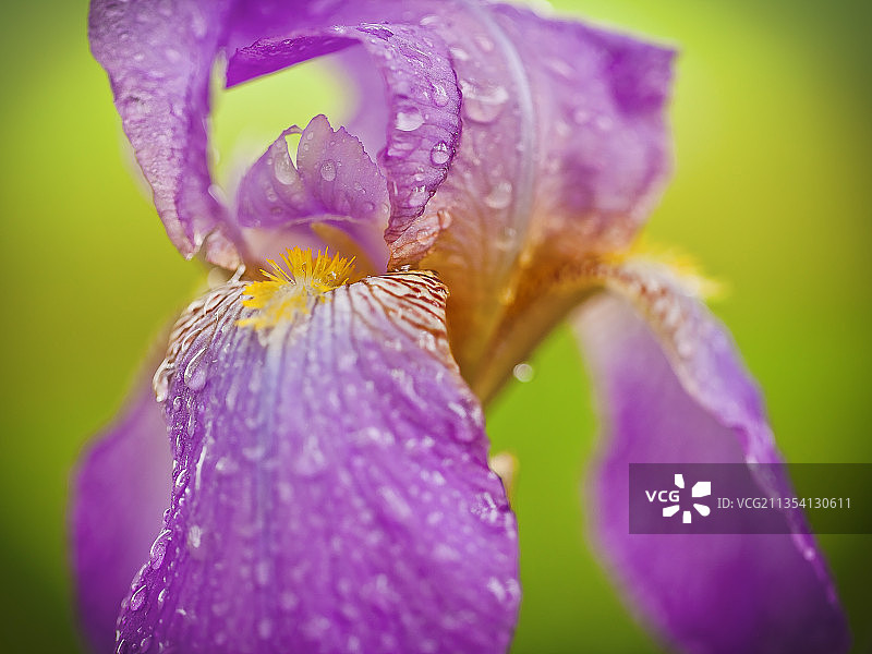 湿紫色花的特写图片素材