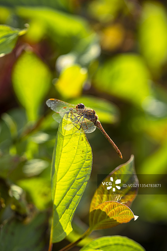 秋阳下草丛里的小蜻蜓图片素材