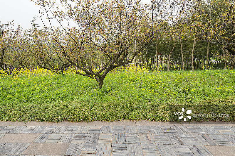 中国江苏南京牛首山景区的树林草地道路图片素材